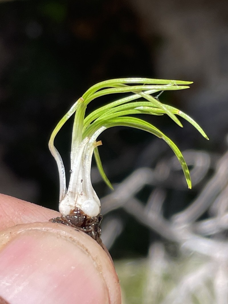 Orcutt's Quillwort photo 6
