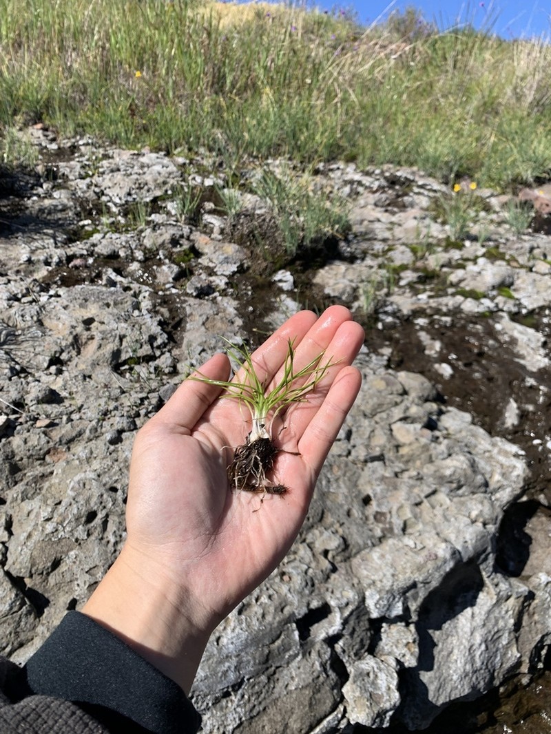 Orcutt's Quillwort photo 7