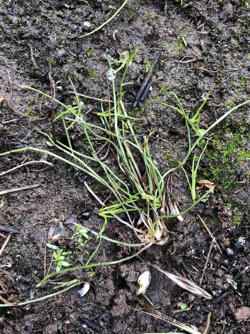 Orcutt's Quillwort photo 8