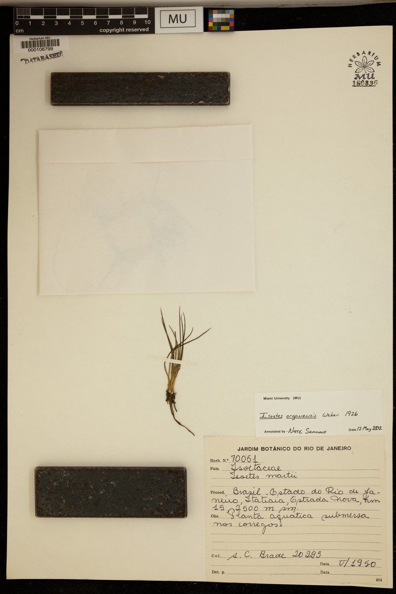 Isoetes organensis