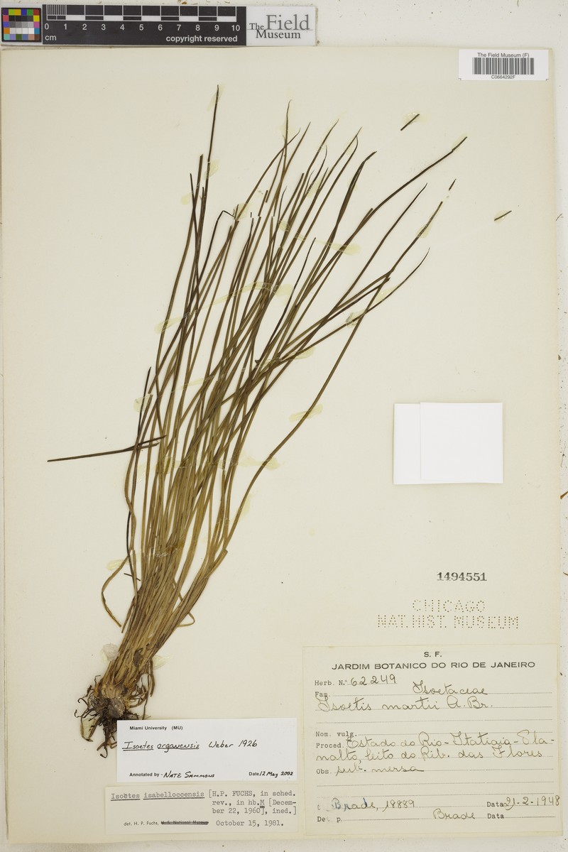 Isoetes organensis photo 2