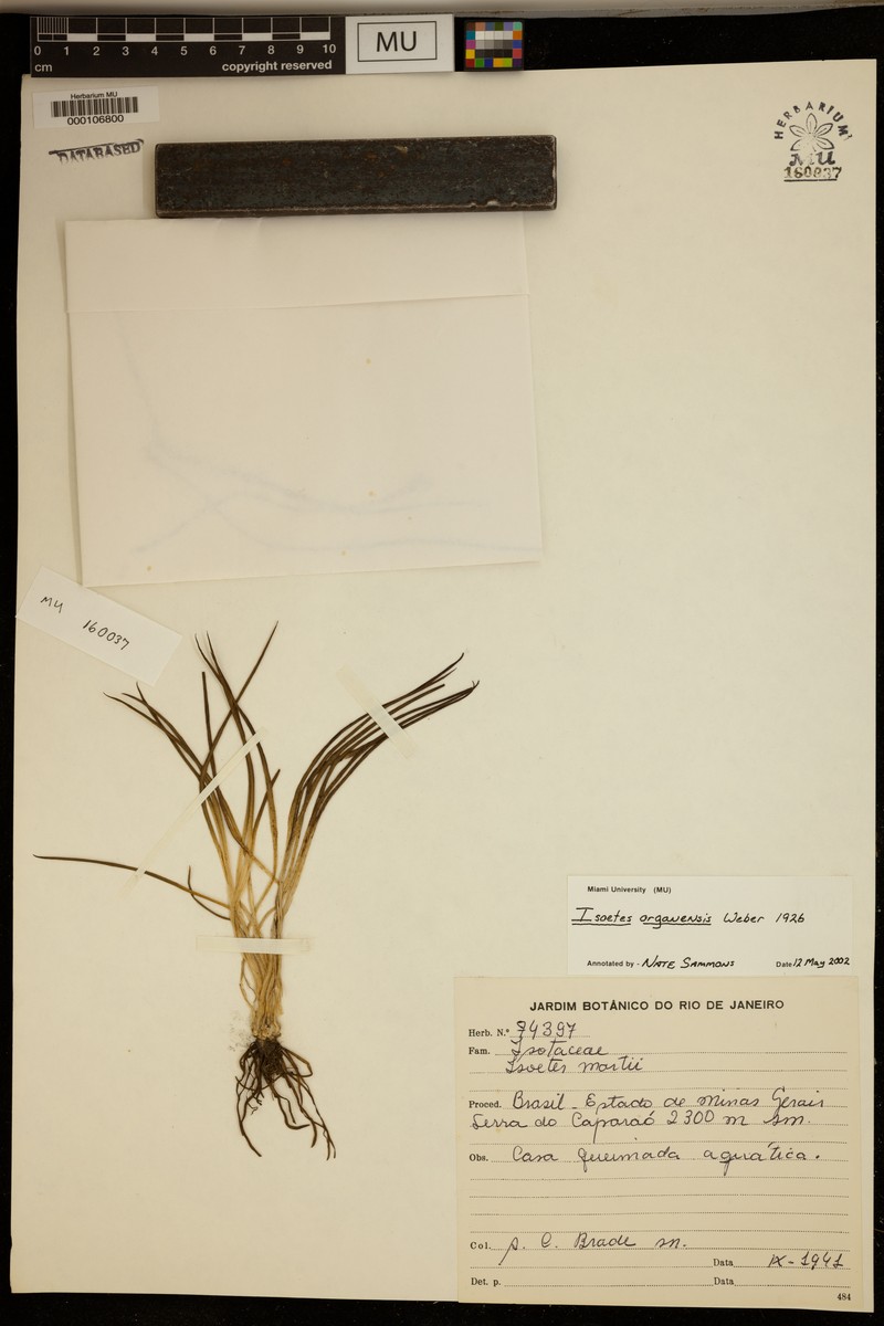 Isoetes organensis photo 3