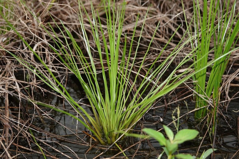 Isoetes ovata