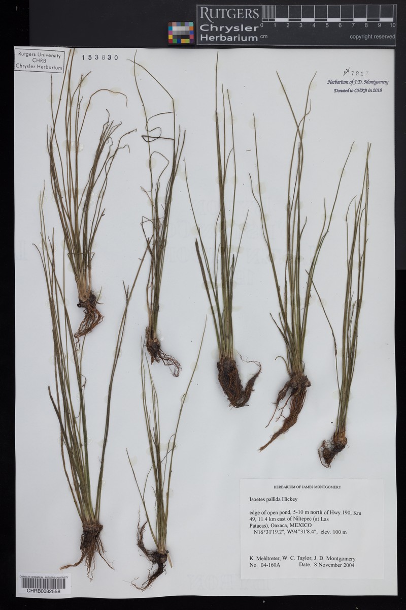 Isoetes pallida