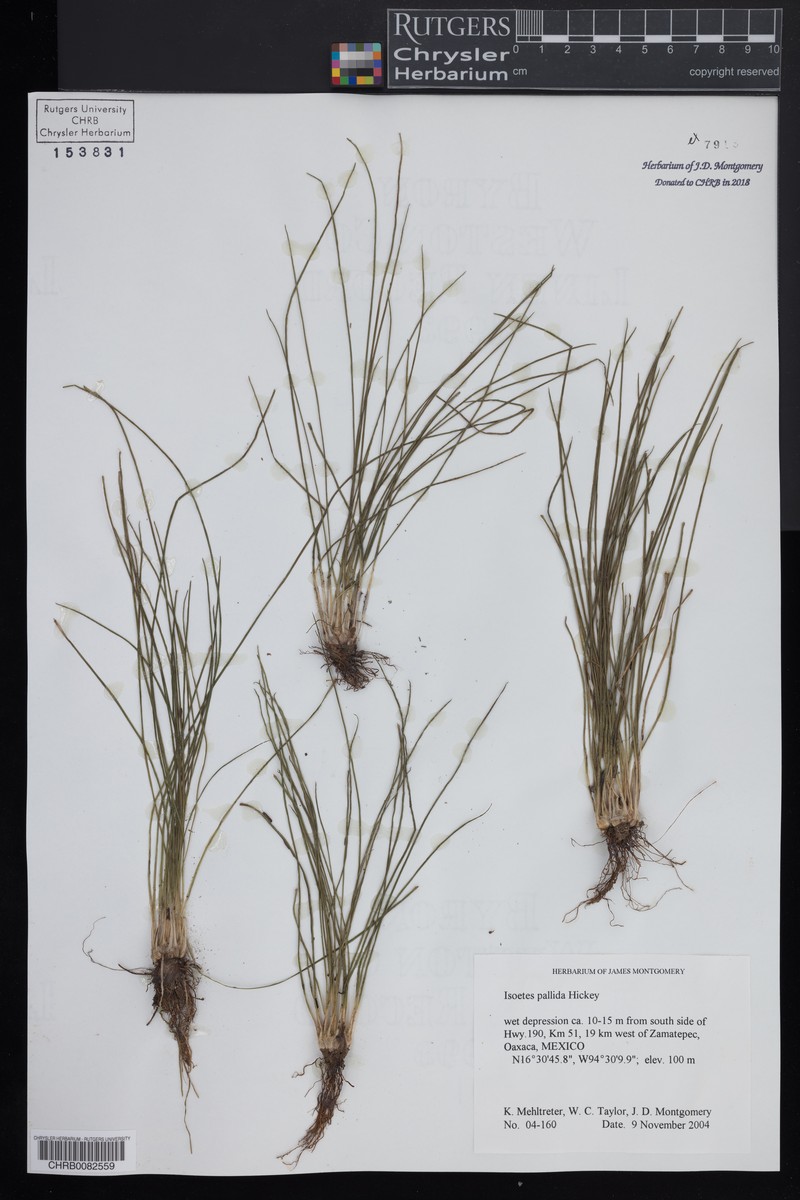 Isoetes pallida photo 2