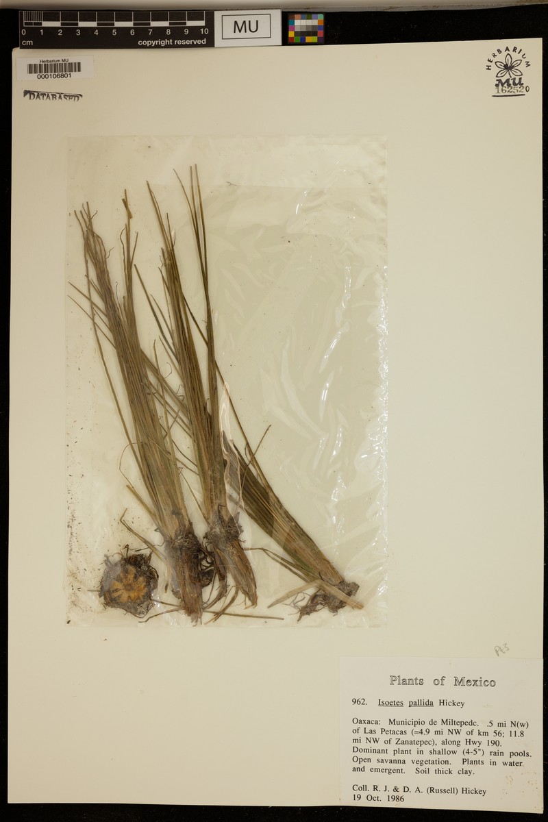 Isoetes pallida photo 3