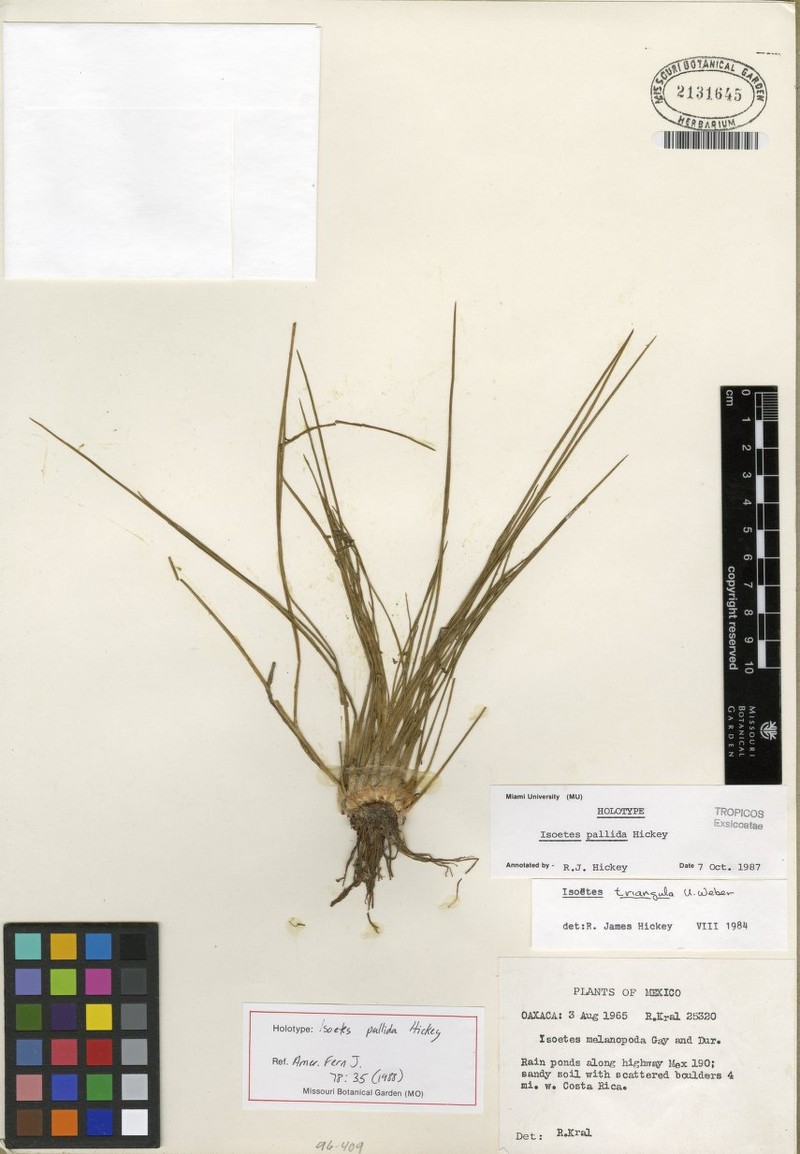Isoetes pallida photo 4