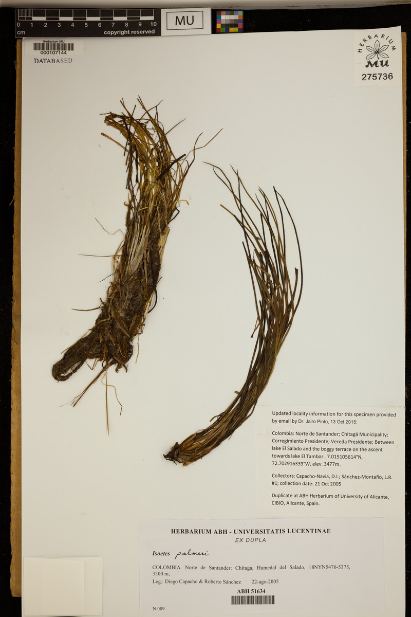 Isoetes palmeri