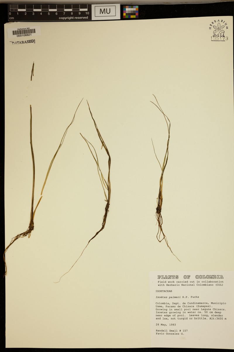 Isoetes palmeri photo 2