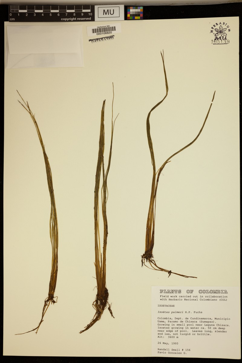 Isoetes palmeri photo 3