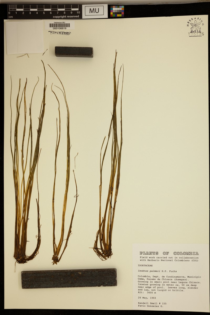 Isoetes palmeri photo 4