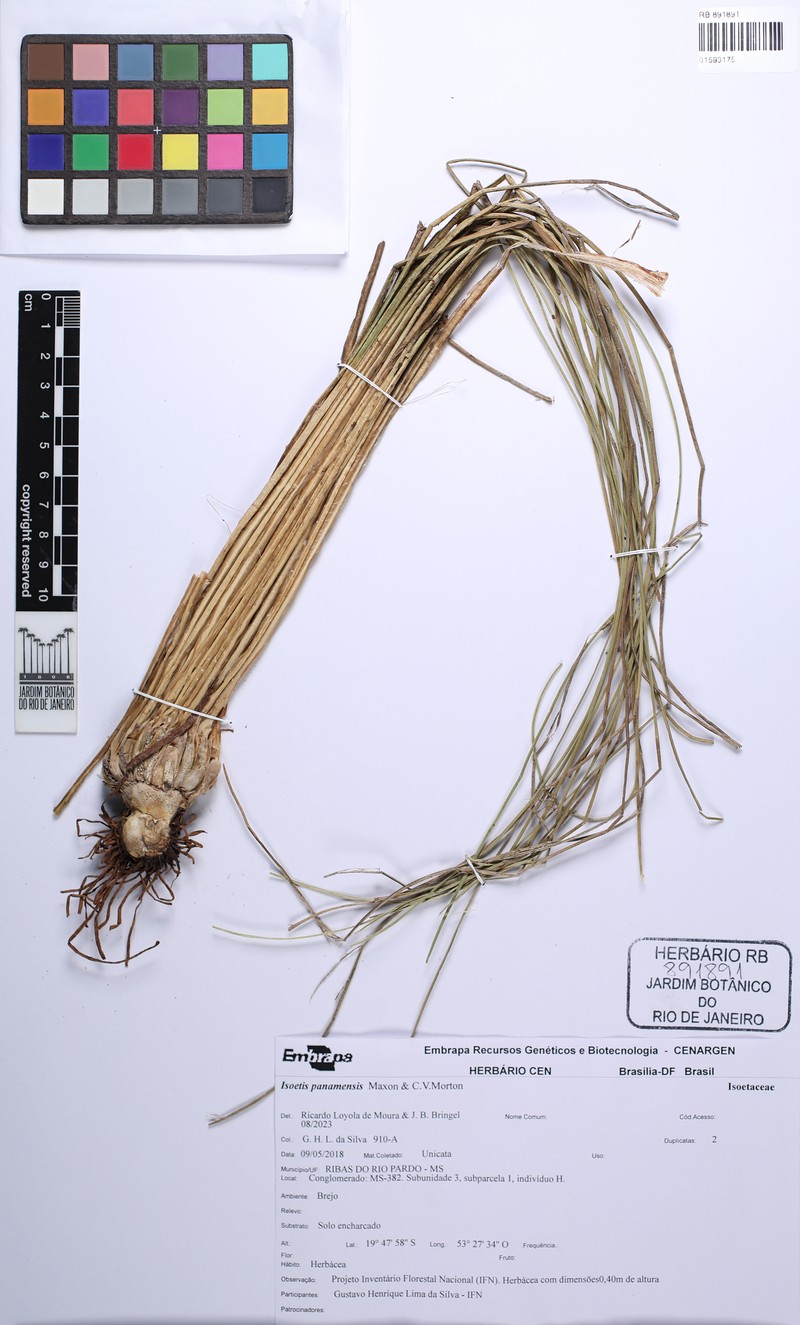 Isoetes panamensis