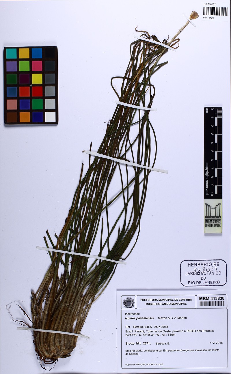 Isoetes panamensis photo 2