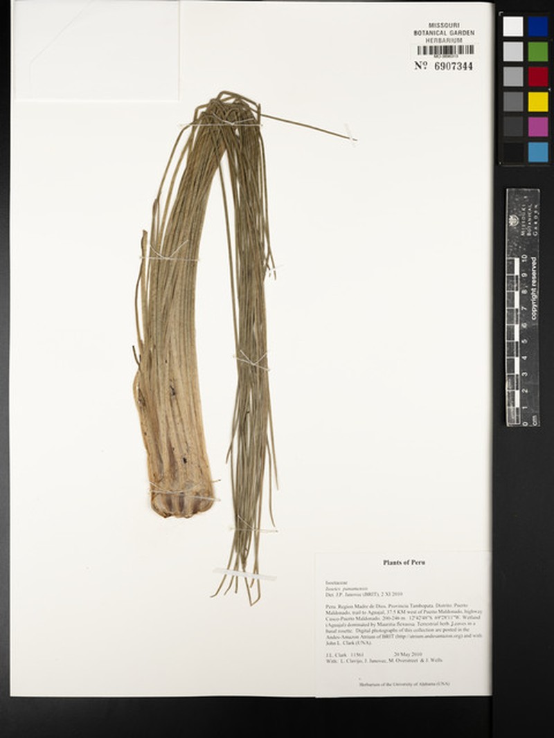 Isoetes panamensis photo 3