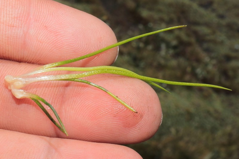 Isoetes parvula