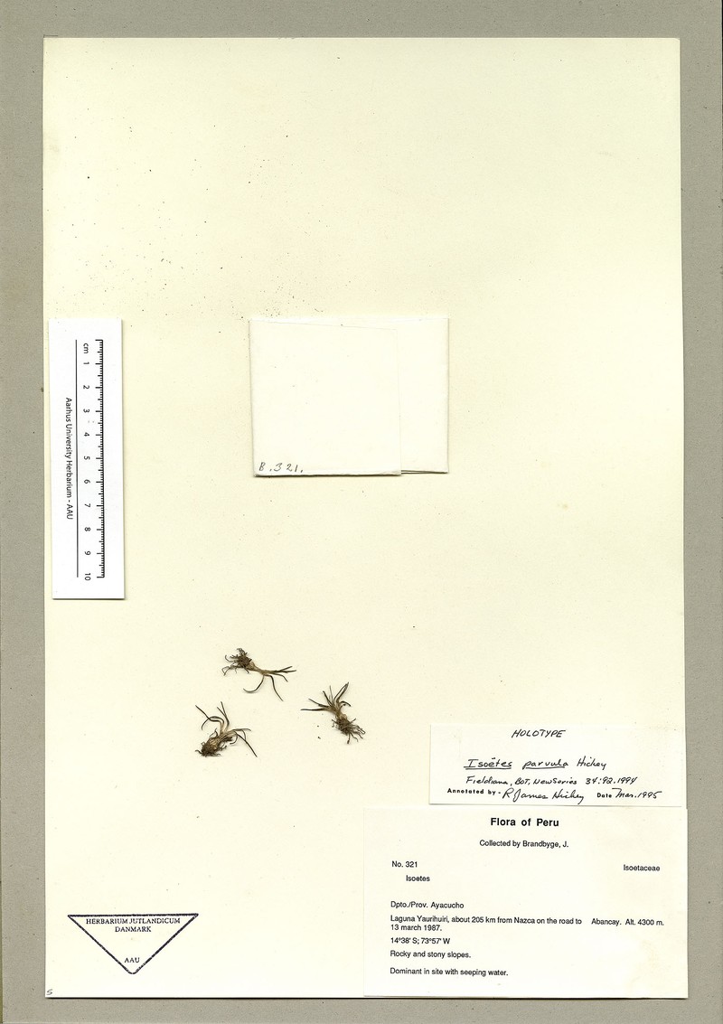 Isoetes parvula photo 2