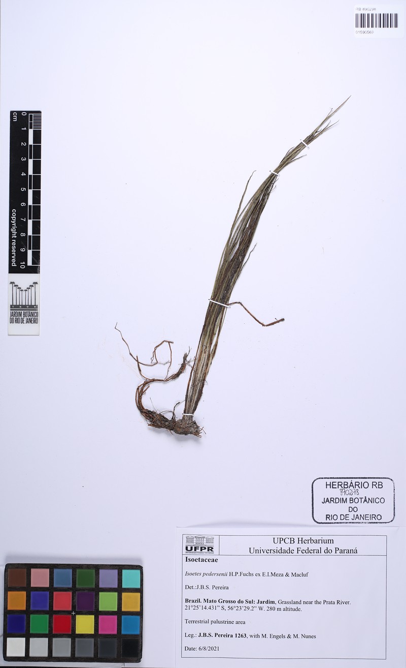Isoetes pedersenii photo 3