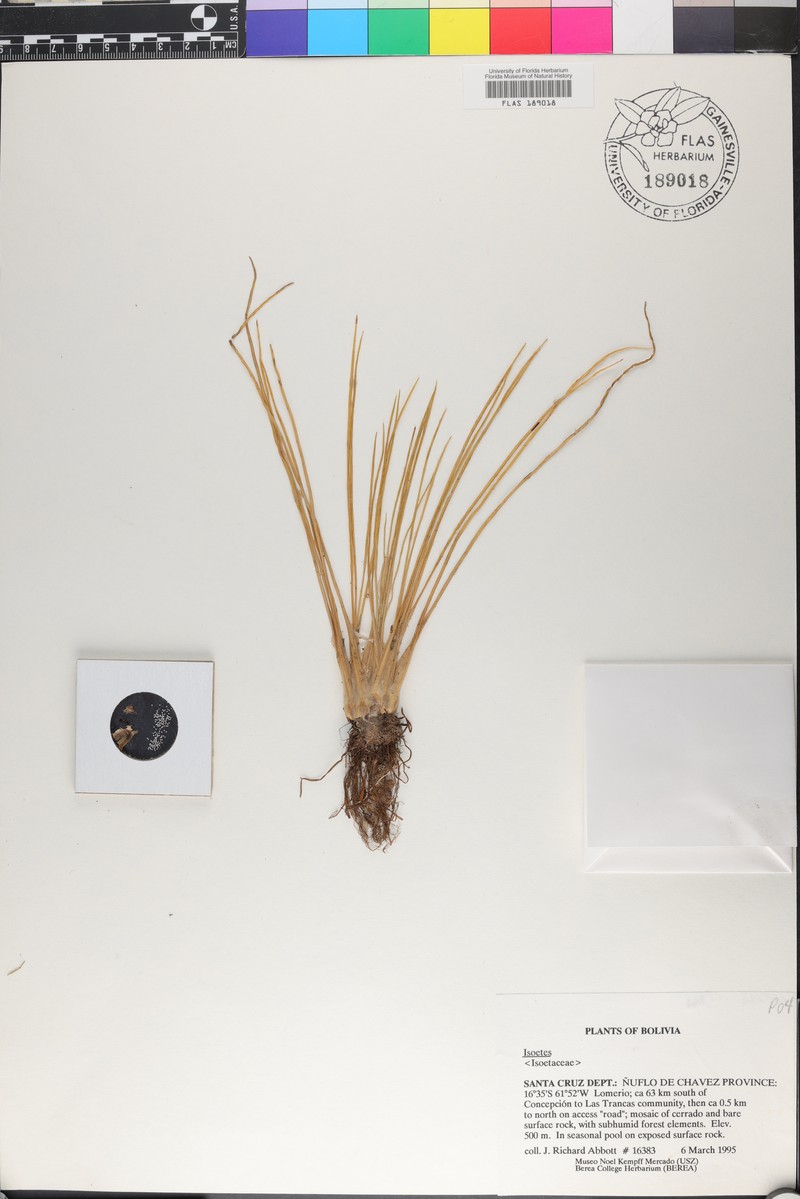 Isoetes pedersenii photo 4