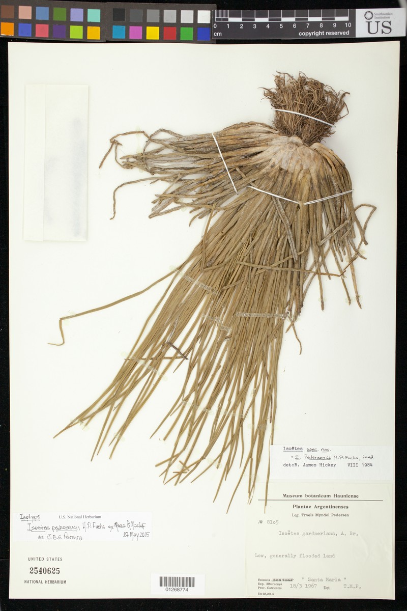 Isoetes pedersenii