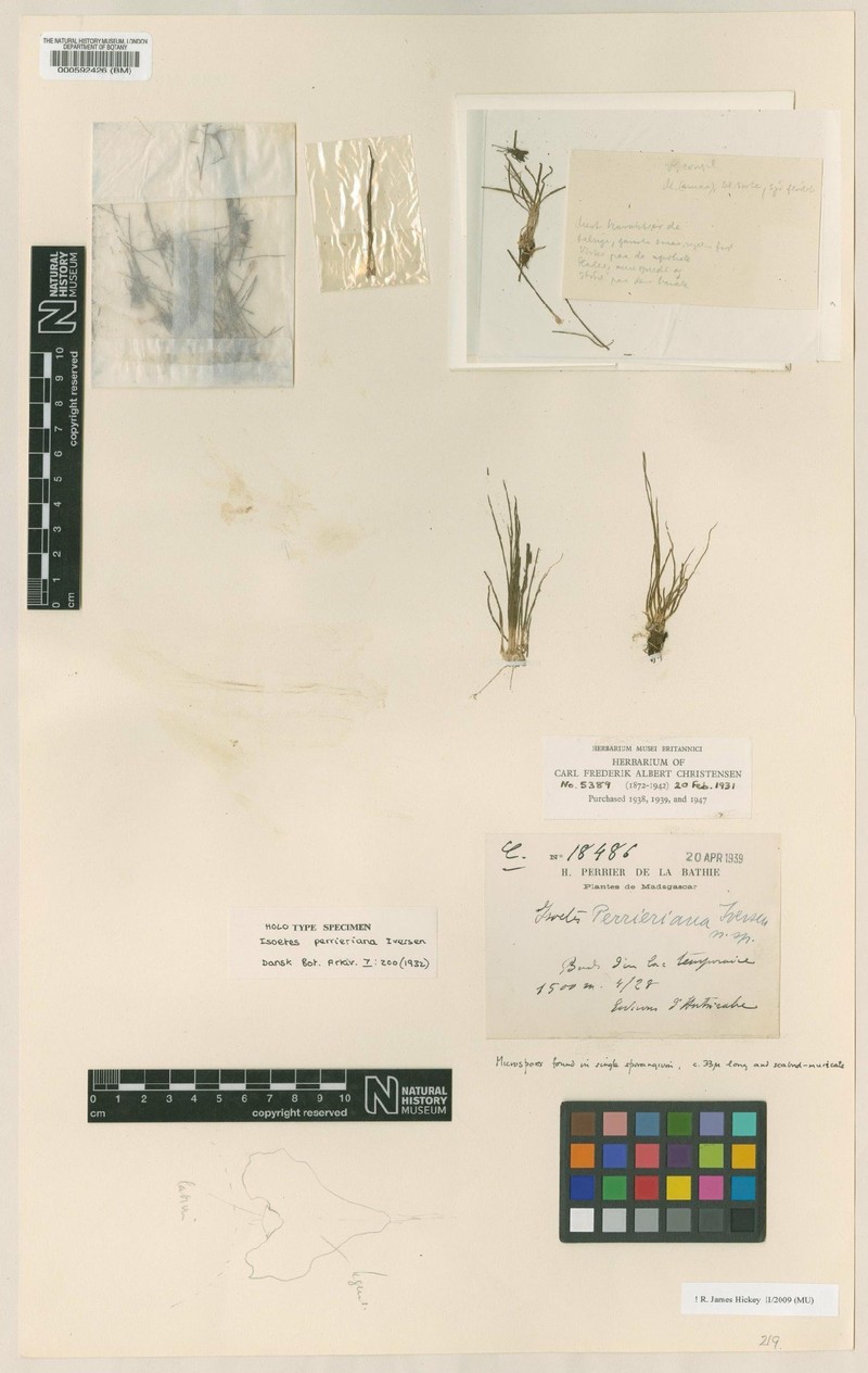 Isoetes perrieriana
