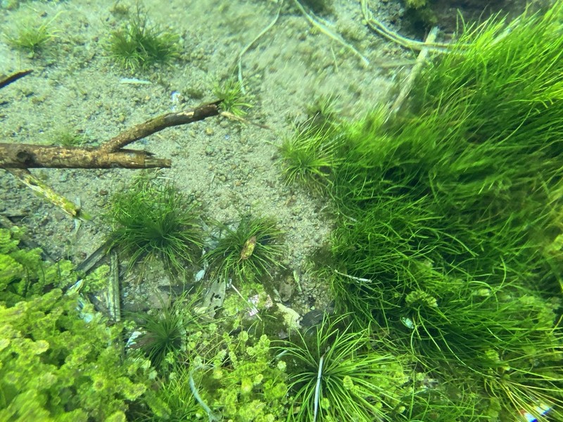 Isoetes philippinensis