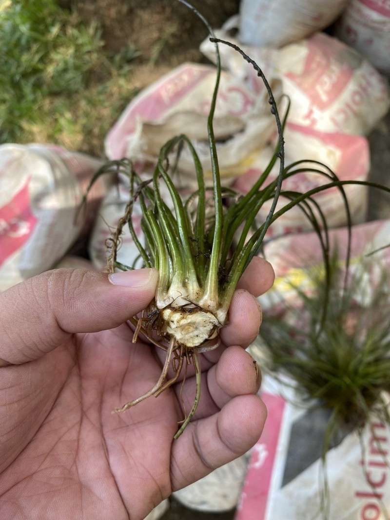 Isoetes philippinensis photo 2