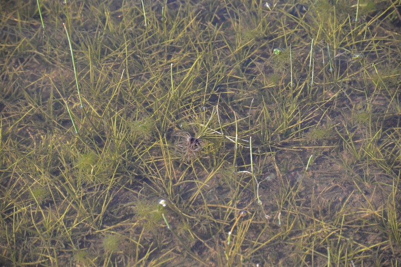 Isoetes phrygia photo 2