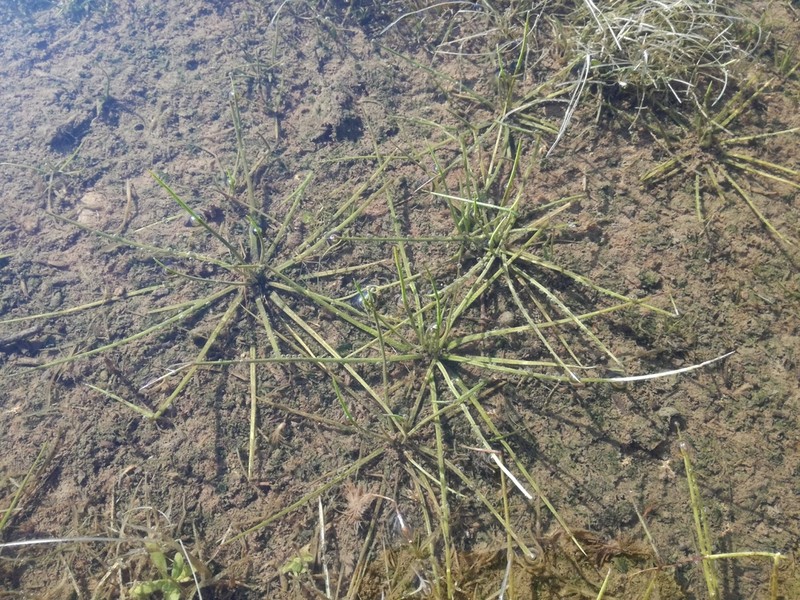 Isoetes phrygia photo 3
