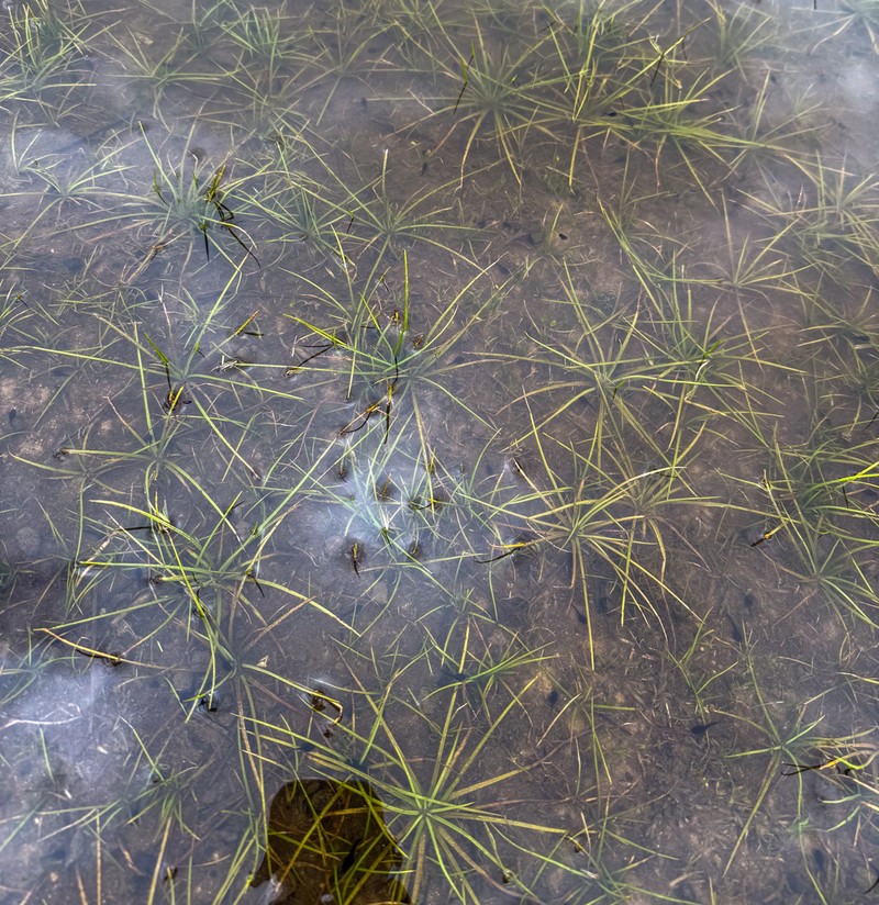 Isoetes phrygia photo 4