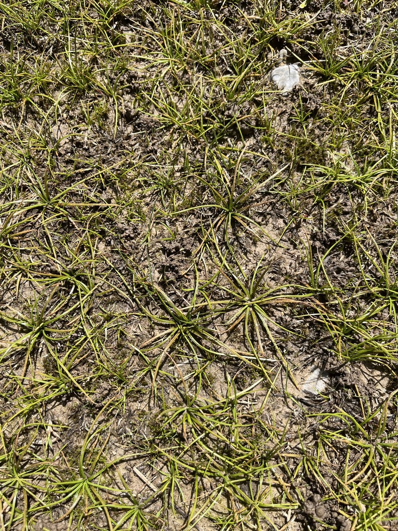 Isoetes phrygia photo 6