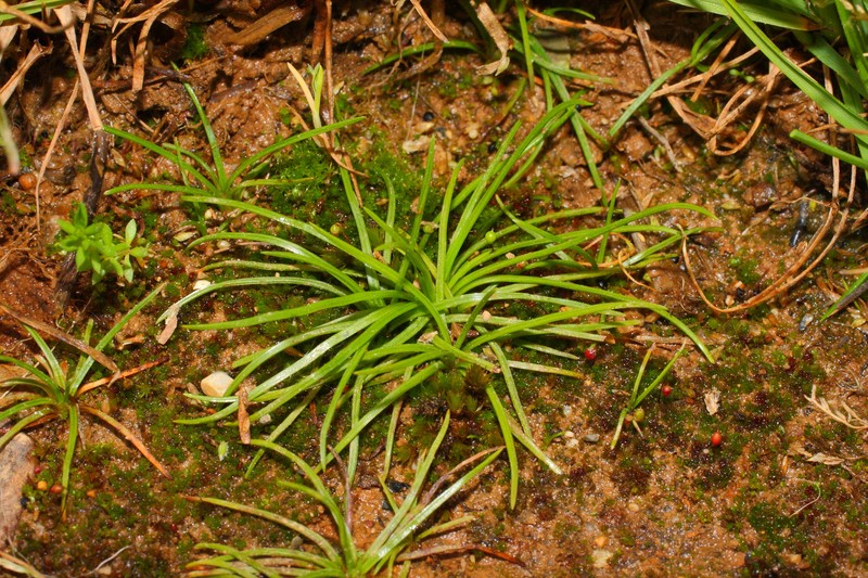 Isoetes phrygia photo 8