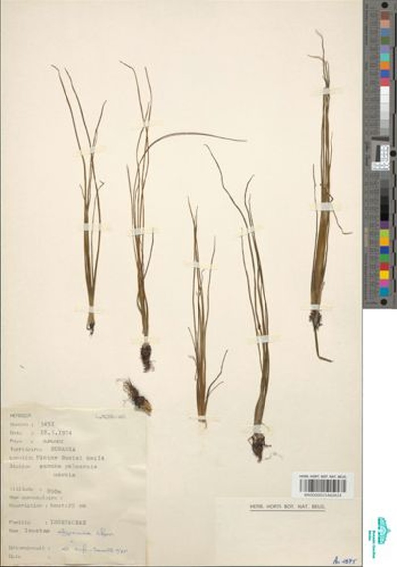 Isoetes pichisermollii