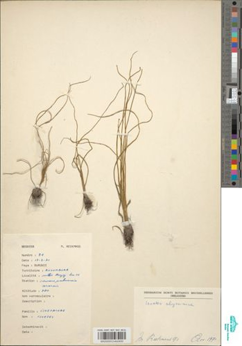 Isoetes pichisermollii photo 2