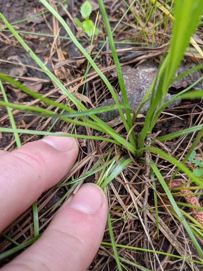 Peidmont Quillwort