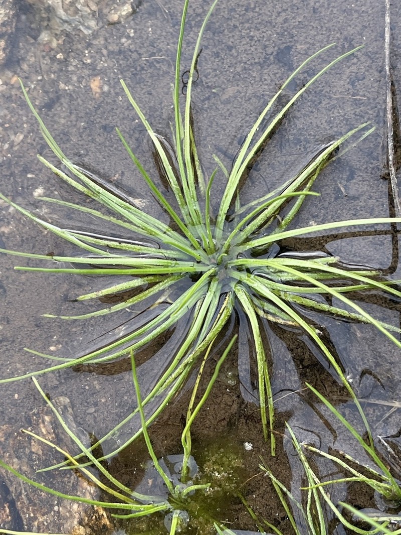 Peidmont Quillwort photo 2