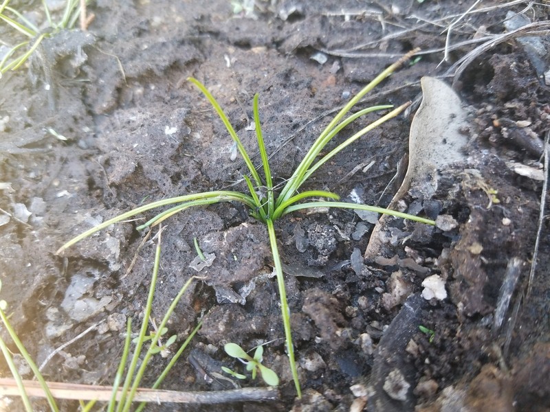 Peidmont Quillwort photo 3