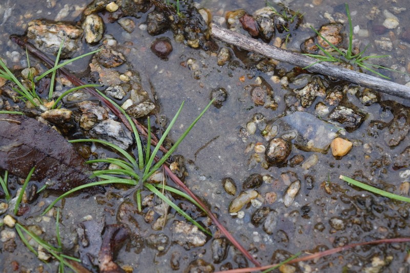 Peidmont Quillwort photo 4