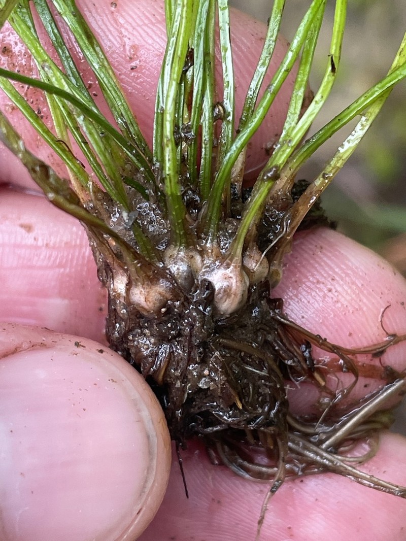 Peidmont Quillwort photo 5