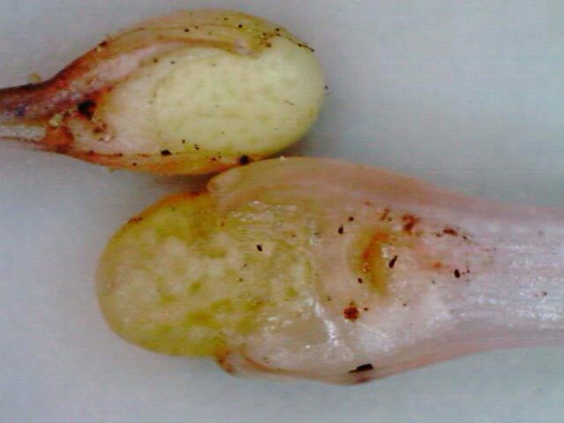Peidmont Quillwort photo 6