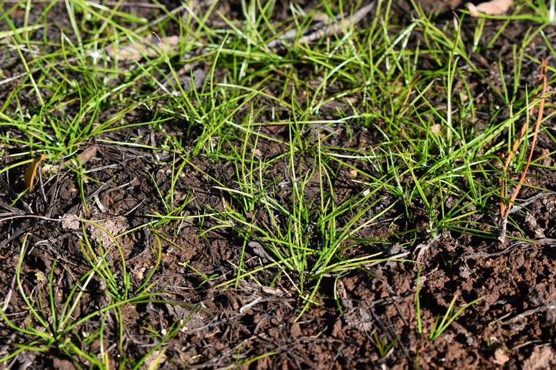 Peidmont Quillwort photo 7