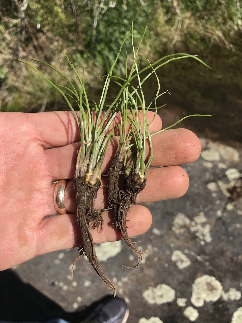 Peidmont Quillwort photo 8