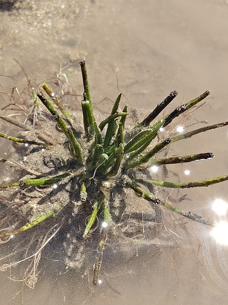 Isoetes pirinica