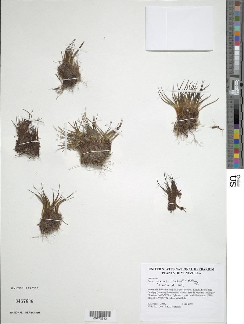 Isoetes precocia