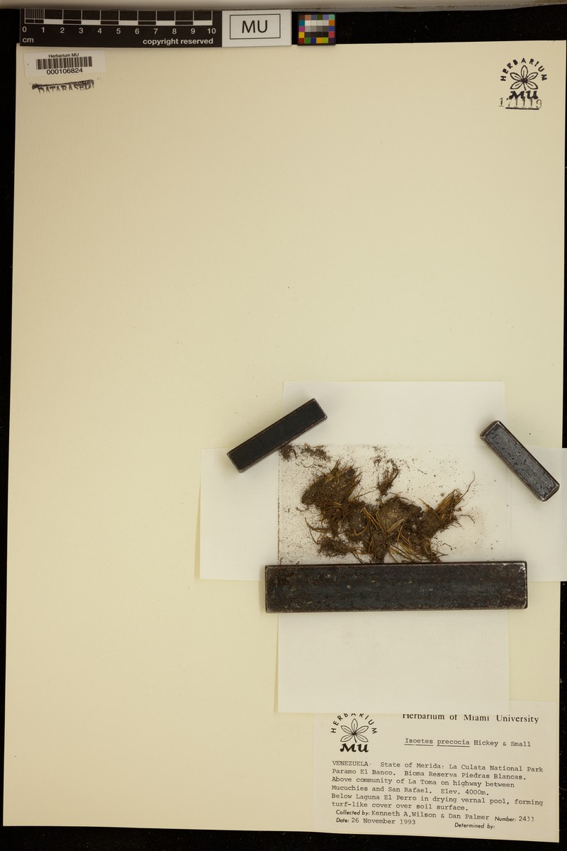 Isoetes precocia photo 2