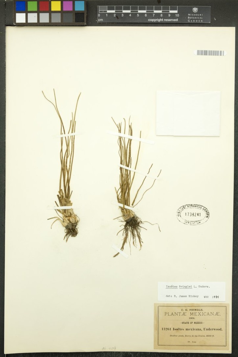 Isoetes pringlei