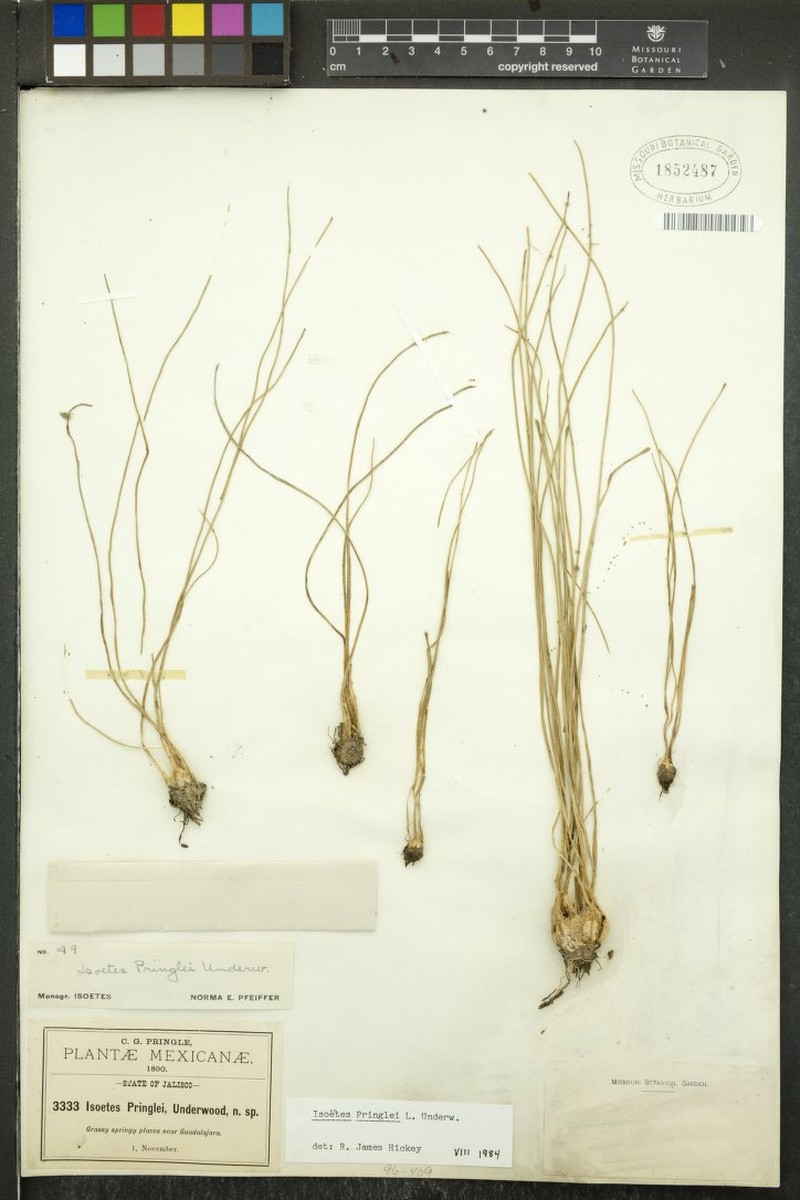 Isoetes pringlei photo 3