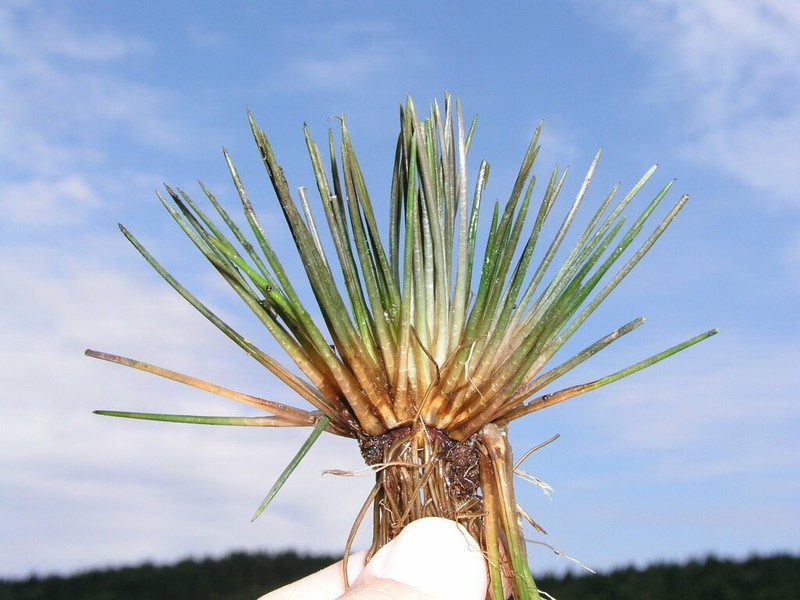 Spike Quillwort