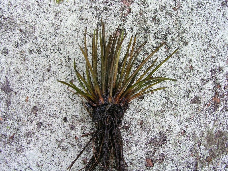 Spike Quillwort photo 2