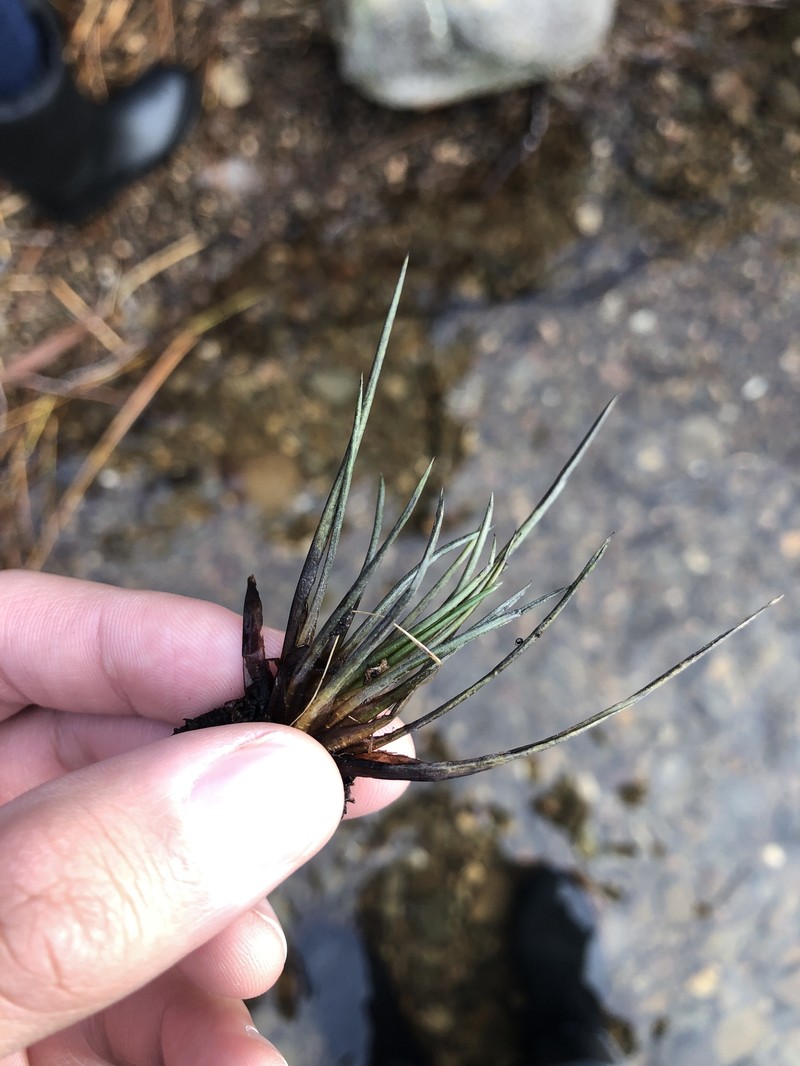 Spike Quillwort photo 5