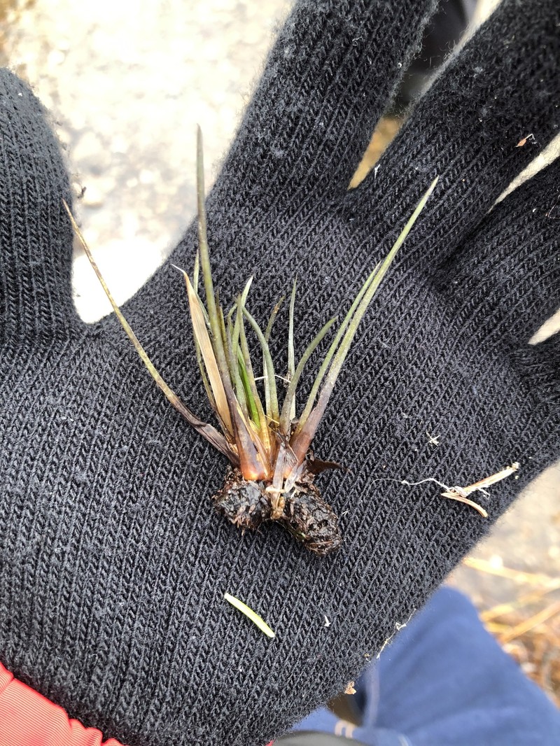 Spike Quillwort photo 6